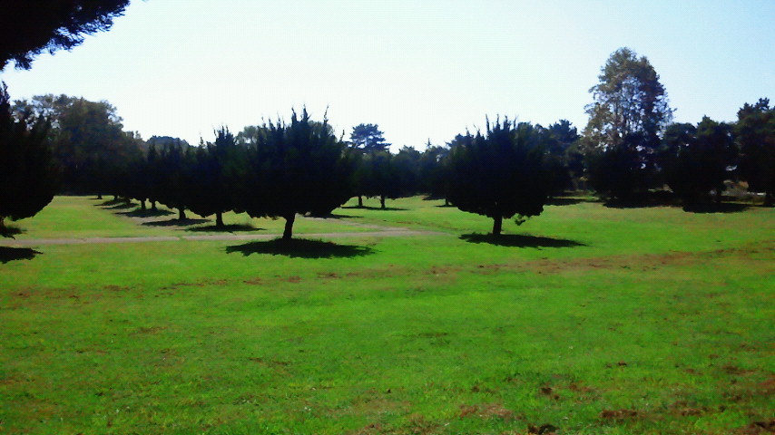 芝生と樹木 芝生と樹木