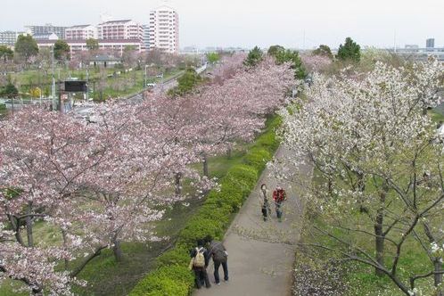 荒川土手の遊歩道 荒川土手の遊歩道