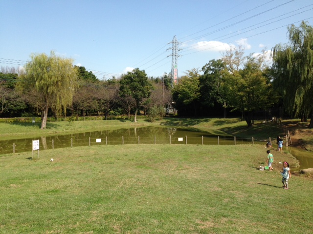 公園内の池 公園内の池