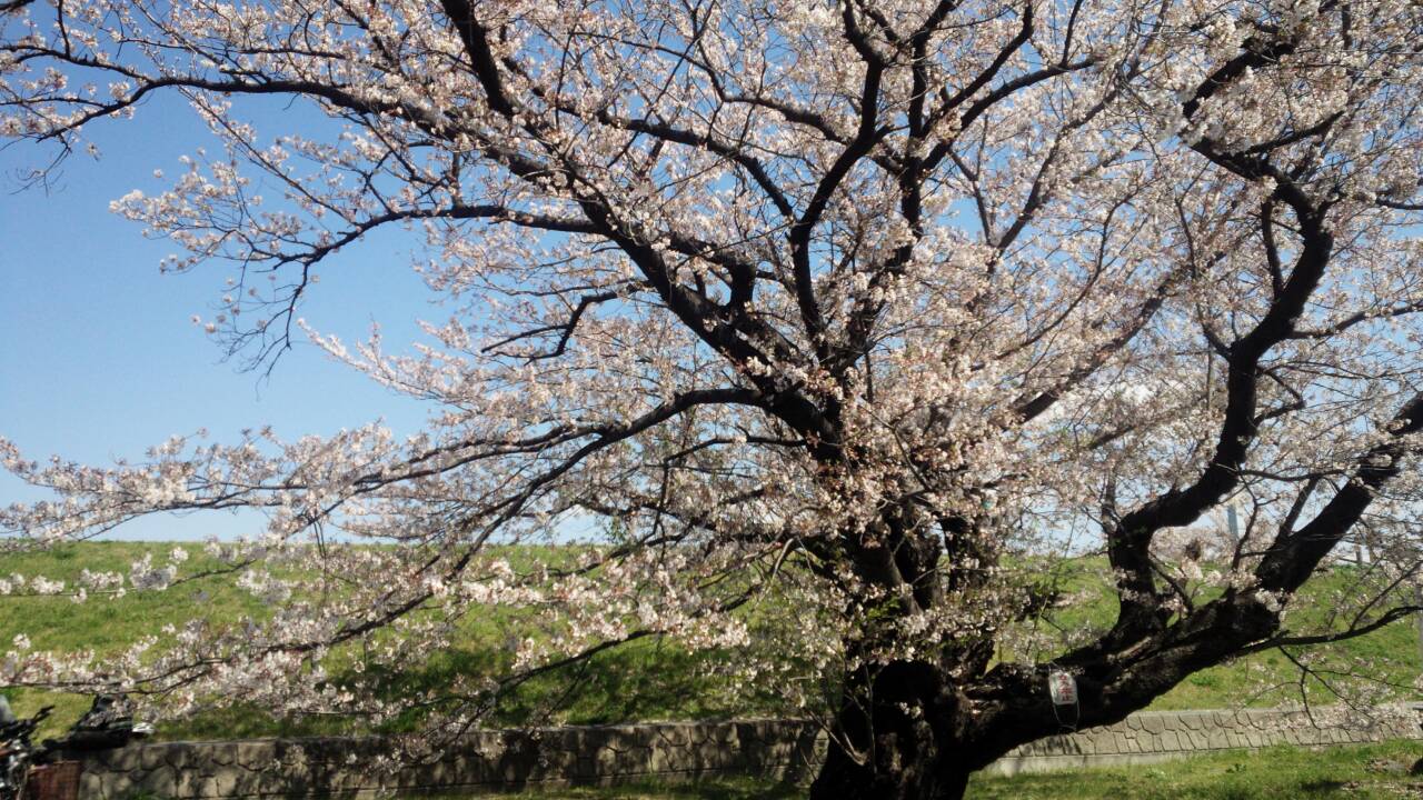 荒川土手に咲く桜 荒川土手に咲く桜