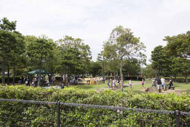 公園内の樹木 公園内の樹木